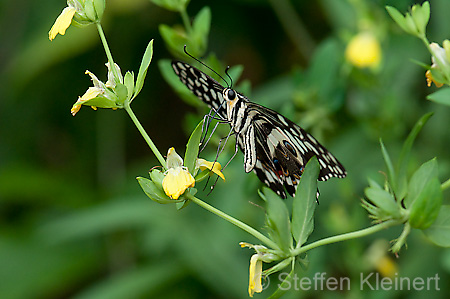108 Afrikanischer Schwalbenschwanz - Papilio demedocus